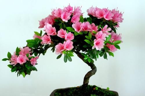  「恢复」杜鹃花的叶片发黄？做好这几点，让其重新恢复生机！