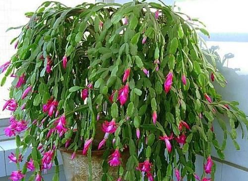  『秘密』栀子花、蟹爪兰开花不断的秘密“一种肥水”10天喷一次，全搞定