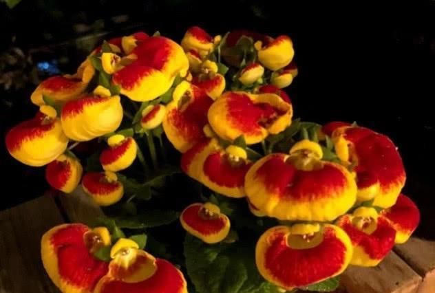  『养护』此花长得像“荷包蛋”，花期长养护容易，盆栽2盆，阳台似花海