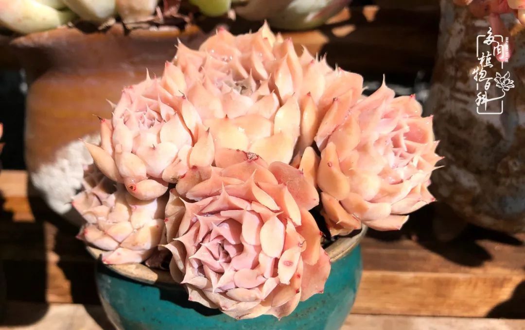  「院里」在茜的多肉小院里,花时间种快乐!