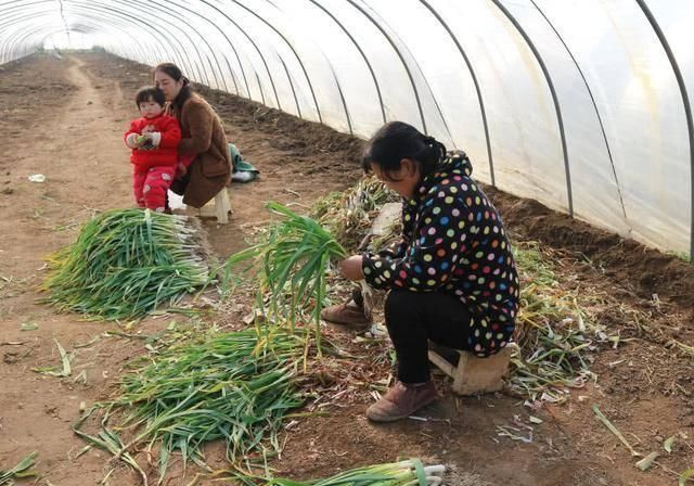  「种植蒜苗」农民种植一种蔬菜，2亩收入24000元，值得借鉴吗？