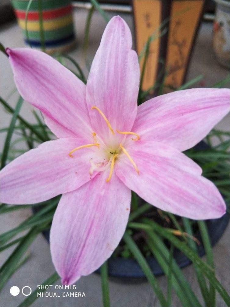  「随便」3种皮实花，随便撒土里就能长一大片，农村常见