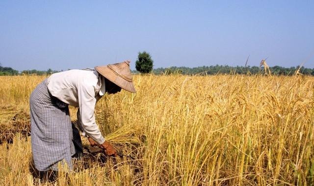 农民手里有3宝，价值50万往上，每家每户都该有，别再羡慕城里人