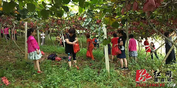 道县"富硒SOD猕猴桃"新鲜上市