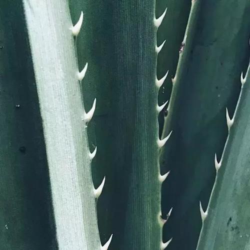 太实用了,用手机拍出好片的10个绝招!