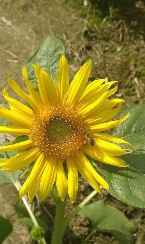  【种植】这几种花，自家阳台就可以种，养好后堪比皇上的御花园