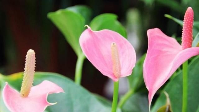 「红掌」养红掌,学会“转一转”,叶片油亮、花苞多,满屋“红艳艳”