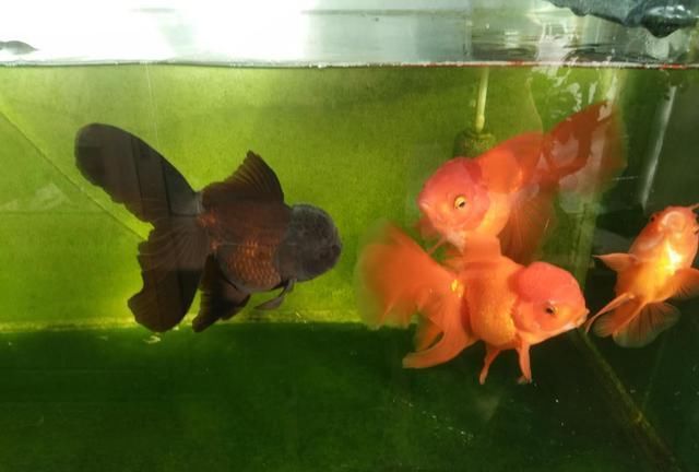  青苔的石■一位鱼友轻松养死两缸金鱼的经历，我们看看是否似曾相识？