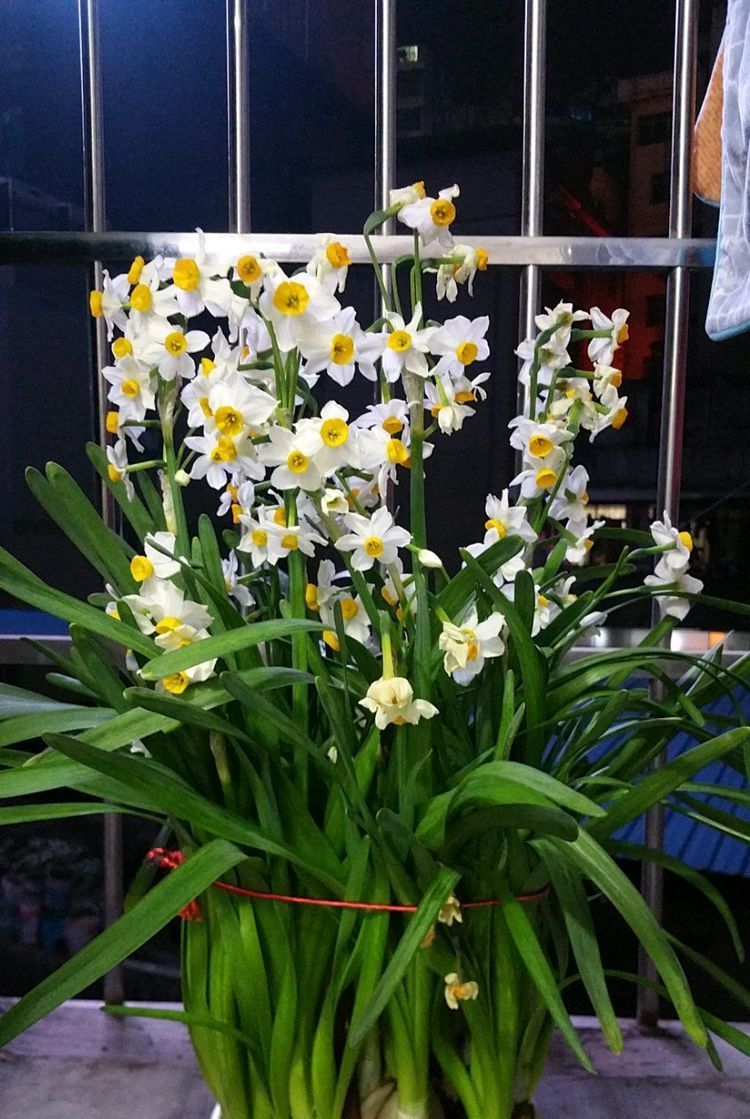 阳台■阳台养此款花卉,夏天美成“小花园”,好养易活,四季赏花