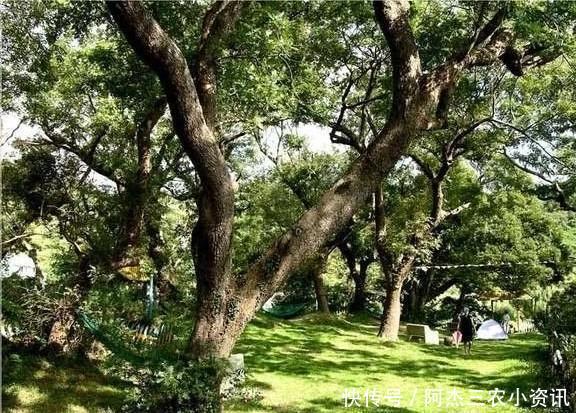  树木：农村这种树很常见，价值不输紫檀木，很多人却把它当柴烧