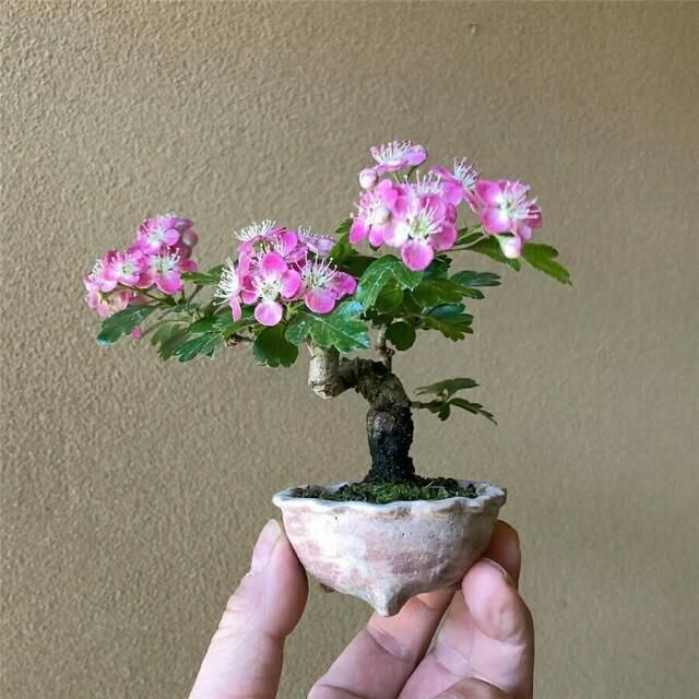  开花■掌上开花，真好看！