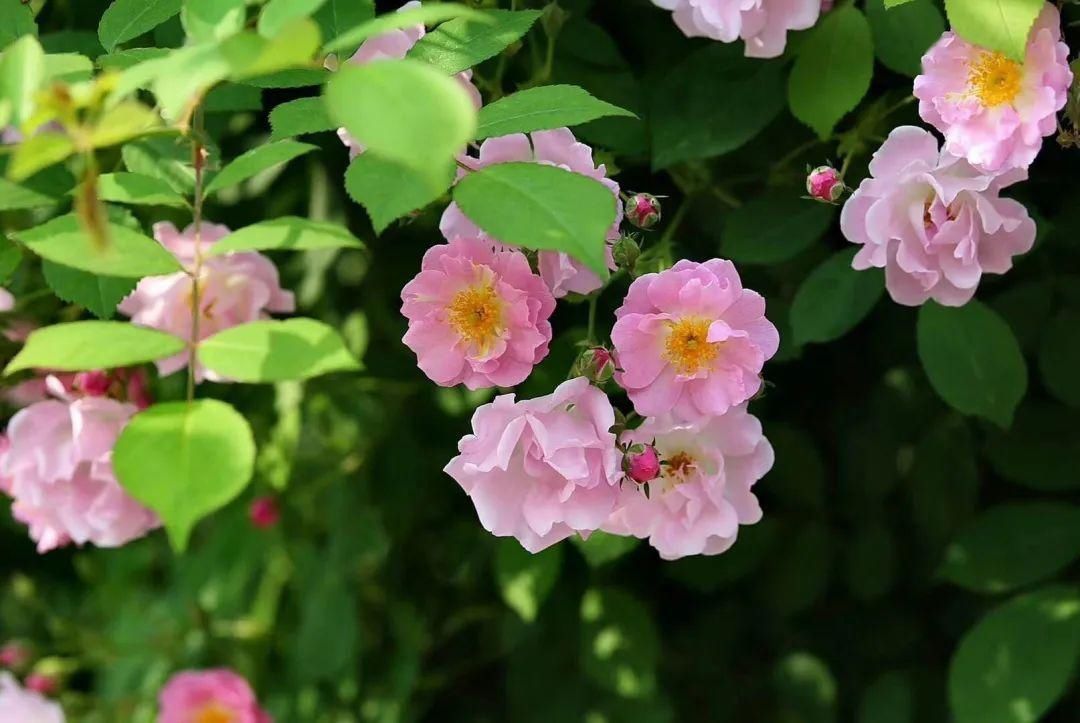  「打卡」蔷薇花开，待君归来|“云打卡”校园网红景点