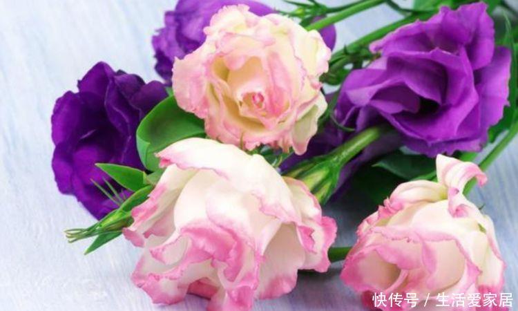 【洋桔梗】3种名字好听寓意好,开花好看很好养,家里养几盆添富添贵福满堂