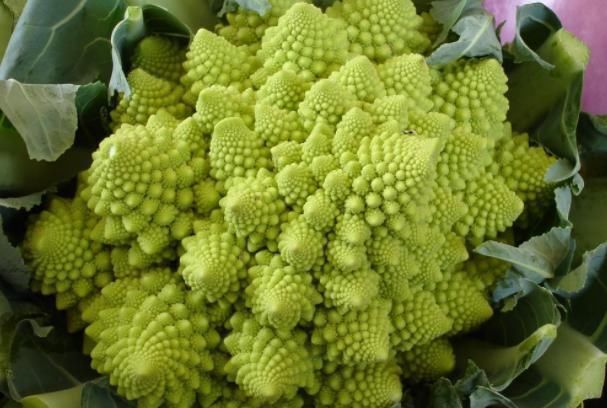  「稀罕」农村1种稀罕菜，长得酷似多肉，亩产4000斤15元1斤，是种植风口吗