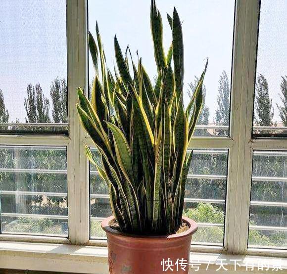 储水■客厅养花,聪明人选这4种,自带储水器,耐旱又大气,旺人又旺宅