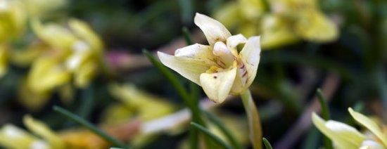 「药片」“娇生惯养”当属兰花，巧用这3种“药片”，让你养兰简简单单！