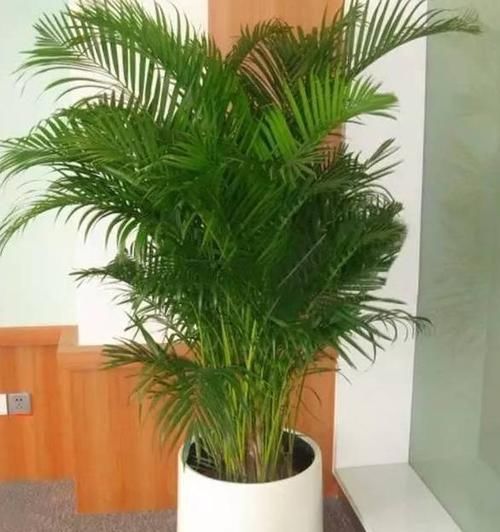  「铜钱草」房间光线不好？那就养这8种耐阴植物！