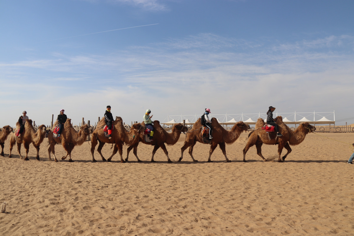 中国式奇迹：村民在电站养鸡羊，比上海大3倍的沙漠1/3变成绿洲