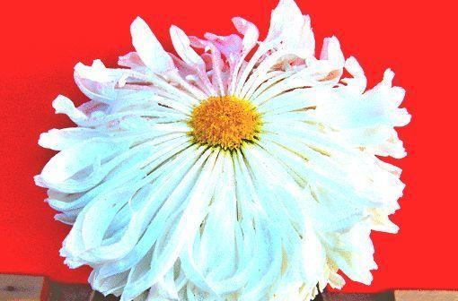 喜欢菊花，首选“菊中精品”竹林雪，似洁白碧玉，鲜艳美丽！