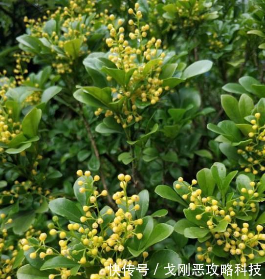  直长一直开花：阳台养米兰，总结几点“经验”，叶子不黄更繁茂，四季开花满屋香
