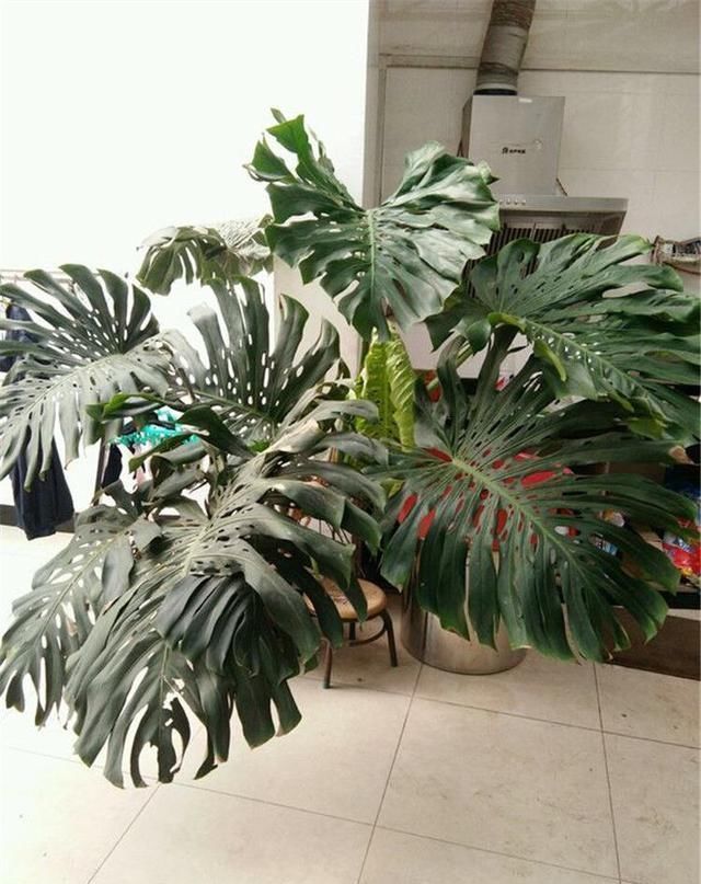  长出气生根：龟背竹叶片小、茎细怎么办简单1个方法，叶大油绿，窜到2米高
