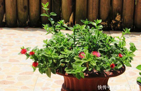 『火炬』喜欢在家中养护花卉,就养花色鲜艳、花期长,观赏价值高的花卉