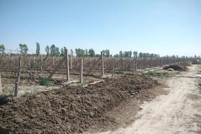  『热火朝天』四月，吐鲁番一片热火朝天