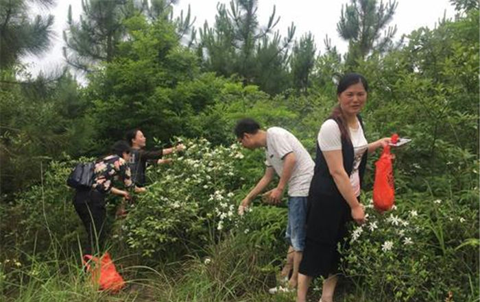 #采摘栀子花#又到开花季,村里不少人去摘,凉拌很美味,一斤7元不舍得卖