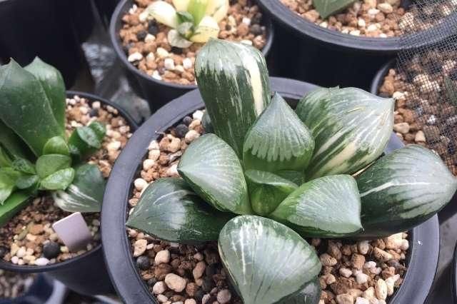  「玉露根部」4月底玉露还能砍头吗？砍头注意哪些事项？