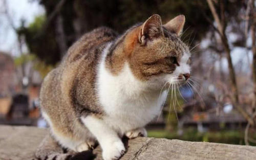 老人常说的：“猪来穷，狗来富，猫来开当铺”是啥意思？