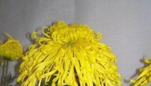  显得：客厅养花，不如养几盆“金色的花”，既好看，又显得“高大上”