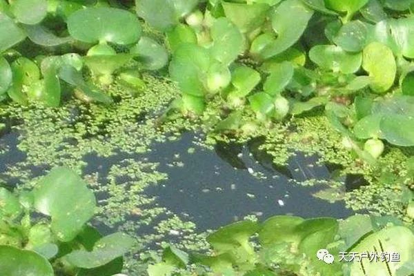  吞食空气：野钓大鲫鱼的三种不常规钓法，在这些鱼情中使用，效果好的出奇！