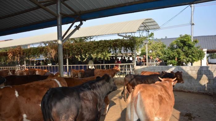  「养牛」想在农村养牛，不搭建牛棚，直接露天养牛可行吗？