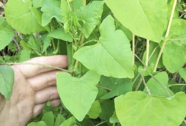  『花卉』在农地里,碰到1种草别踩,人称“杠板归”,比三叶草价值高!