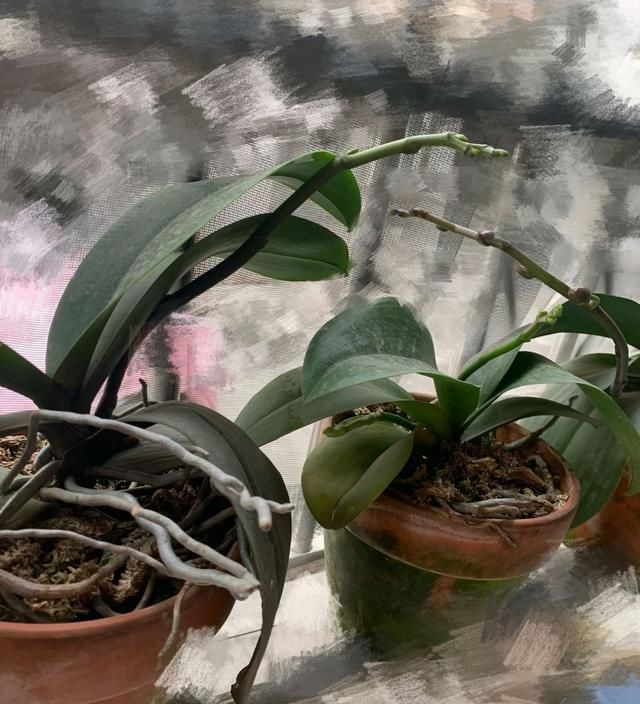  「顺利」蝴蝶兰看到花苞到顺利开花需要多久？至少50天，打开一个开花机关