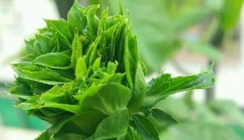 「试试」喜欢玫瑰,就试试“精品”结绿珍,开花碧洁如玉,比菊花更美
