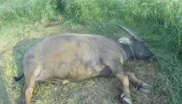 农村俗语：“早立秋凉飕飕，晚立秋热死牛”，今年是早立秋吗