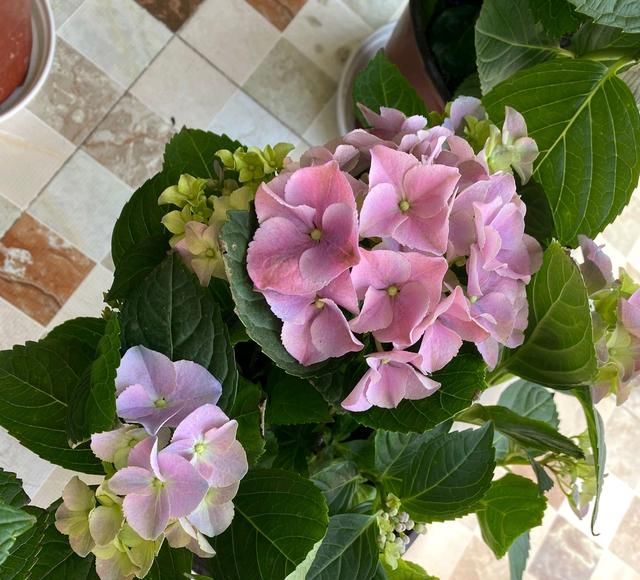  「技巧」绣球花养死好几盆了，买回来的绣球花怎么缓苗？4个缓苗服盆技巧