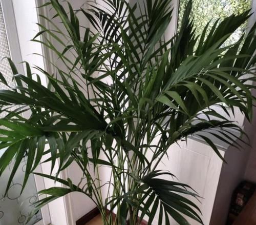  「观赏价值」室内放3种“植物”，灰尘、甲醛减少，不仅净化空气，还好看！
