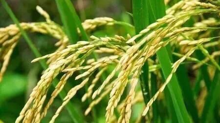  【米饭】俗语“春打五九尾，米饭断脚”是什么意思？今年立春是