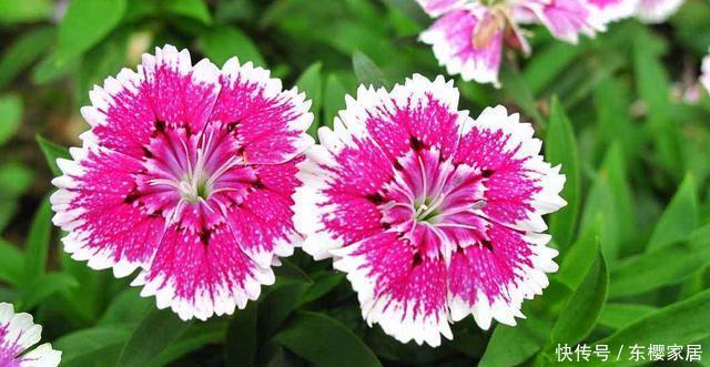  【能力】3种花适合新手养护，开花能力强爆盆简单，一年四季开花不断
