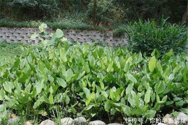  [长水]外形像茨菇，长水田里遭农民痛恨，却有人种植一斤卖13元