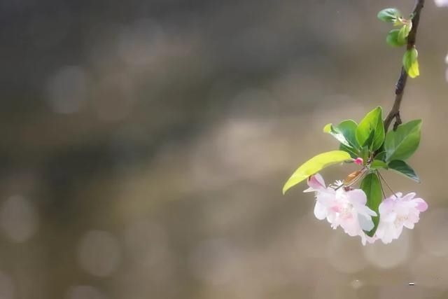  #元大都#元大都的海棠花溪进入盛花期，快带孩子去