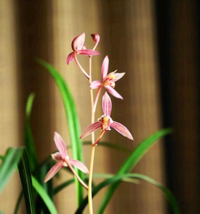  【度过】长出新芽的建兰市长红在4月份怎么换盆能够度过接下来的高温夏季