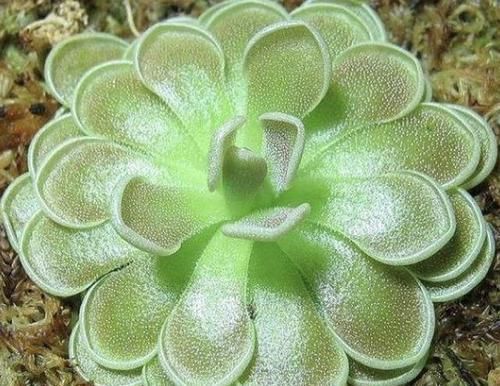  猪笼草：家里“蚊子多”，睡不好觉，得养2种花卉，养1盆“驱蚊”，太值！