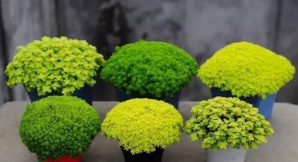  『度夏』晚春养多肉植物，多淋1种水，长胖一圈又容易度夏
