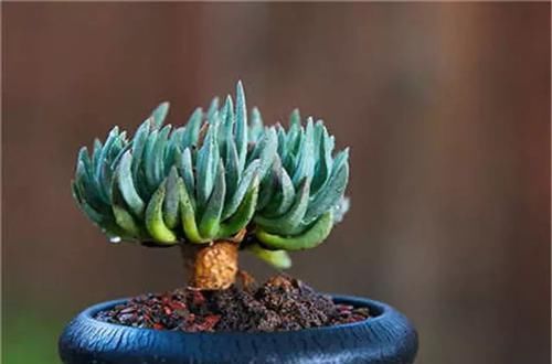  [植物]史上“最萌植物”的变态版来袭！