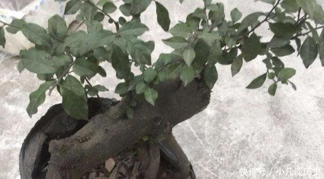 【值钱】夏天花卉怕热，那就养2种“盆景树”，摆家里有寓意，还值钱！