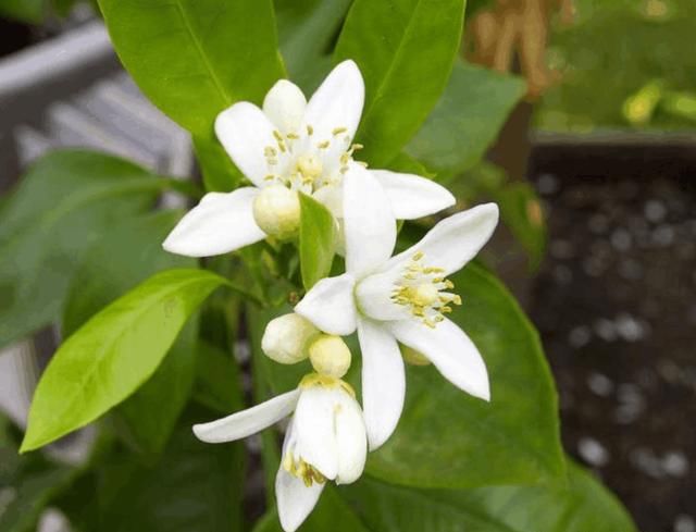 毛孔粗黑头多，示意螨虫“车载斗量”, 支配3妙招，一举歼灭螨虫