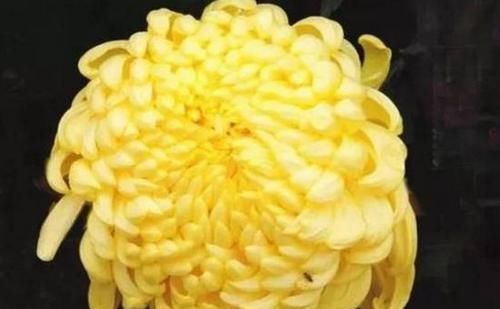  『光照』这四款花卉，越贱养长的越好，年年开花爆盆，花色烂漫迷人，超美